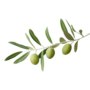Ultra Realistic Green Olive Branch on Transparent Background png