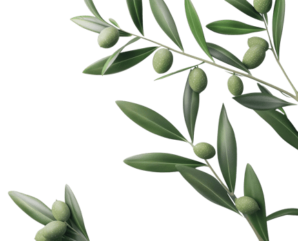 Realistic Green Olive Branch on Transparent Background png