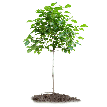 Not Very Healthy Deciduous Tree With Exposed Roots png