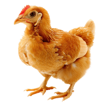 Close-Up of a Brown Chicken on Transparent Background png