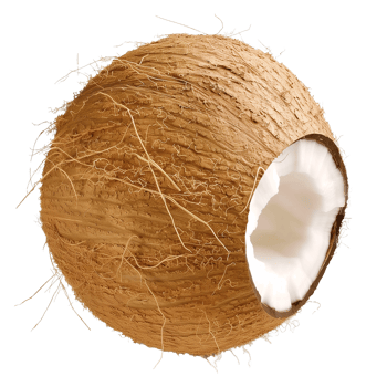 Whole Coconut with Husk and Open End on Transparent Background png