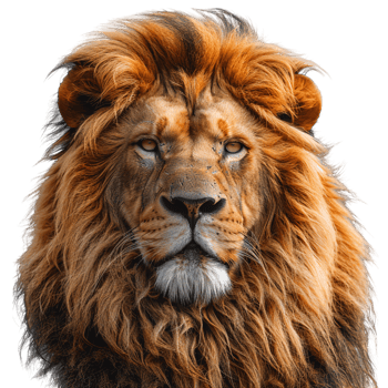 Regal Lion with Flowing Mane png