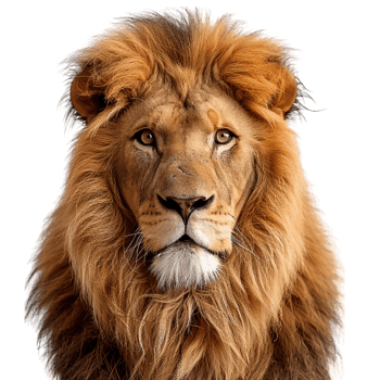 Regal Lion with Flowing Mane png