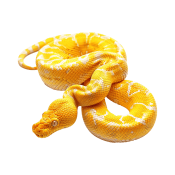 Yellow python snake isolated on transparent background png
