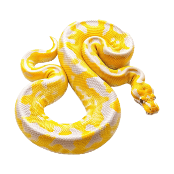 Yellow python snake isolated on transparent background png