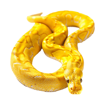 Yellow python snake isolated on transparent background png