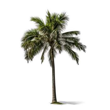 palm tree on transparent background png
