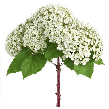 Guelder Rose Tree shrub with lobed leaves and clusters of white flowers and red berries png
