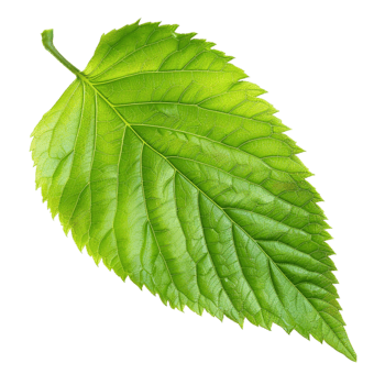 a green leaf png