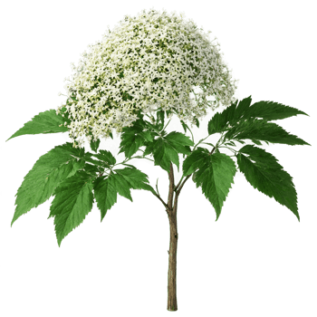 Elderberry Tree small tree with pinnate leaves and clusters of white flowers and dark berries png