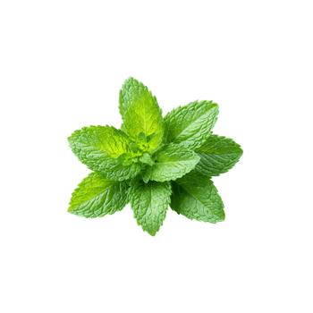 Fresh mint leaves bright green color serrated edges subtle sheen Food and culinary concept png
