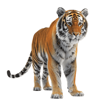 Tiger Standing on White Background Genereted AI png