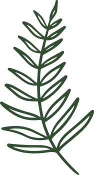 Handdrawn Fern illustration png