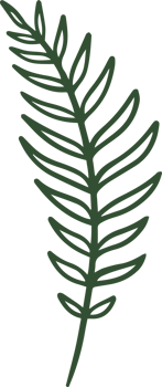 Handdrawn Fern illustration png