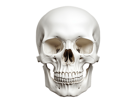 human skull isolated png
