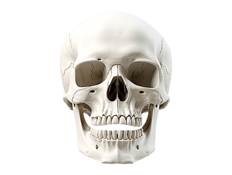 human skull isolated png