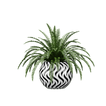 Fern Plants in pot on isolated Canvas png