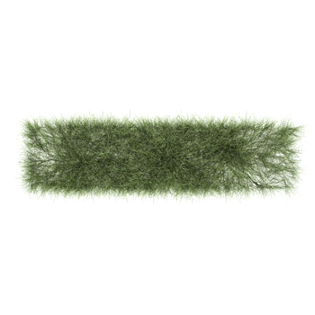 Top view of Pine Plant isolated on transparent Canvas png