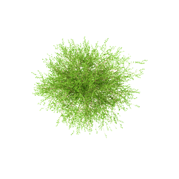 set of Betula nana tree on canvas from top view png