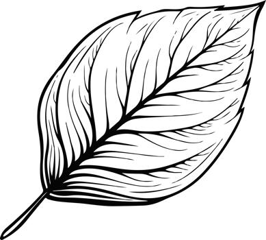 Leaf clipart design illustration png