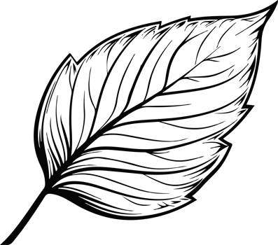 Leaf clipart design illustration png