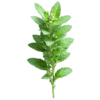 Mint Plant aromatic green leaves and spikes of small purple flowers Mentha spicata png