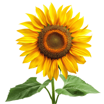 Fields of Sunshine Exploring the World of Sunflowers png