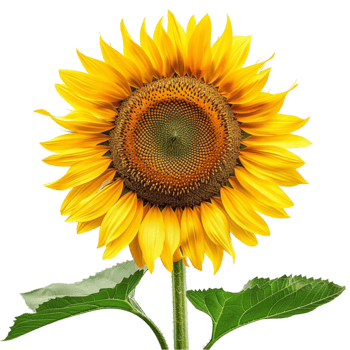 Golden Sunflowers A Celebration of Bright Blooms png
