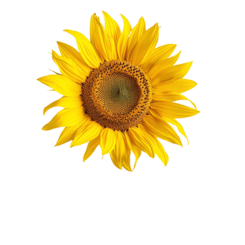 Sunflower Splendor The Radiant Beauty of Nature png