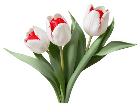 Large, beautiful, detailed and realistic elegant white and red Tulip flowers isolated png