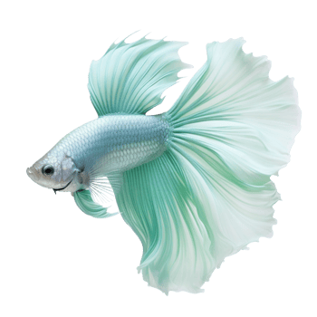 a siam fish with blue and white fins png
