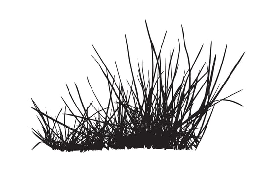 ornamental grass silhouette art graphics vector