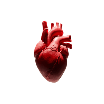 Human heart transparent background png