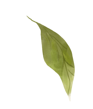 Green Leaves isolated png