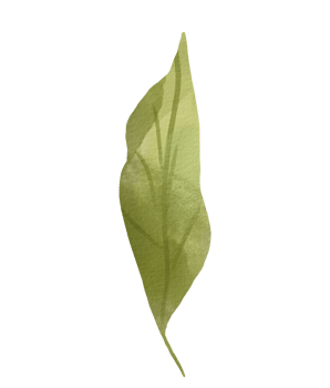 Green Leaves isolated png