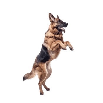 Playful Companion Adult Dog Enjoying a Game of Ball, Isolated on Transparent Background png