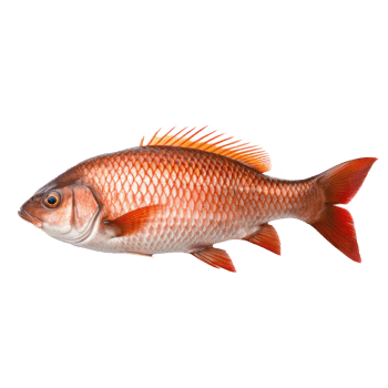 red fish on transparent background png