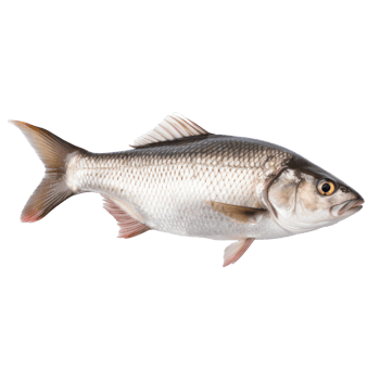 fish on transparent background png