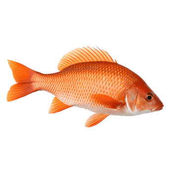 red fish on transparent background png