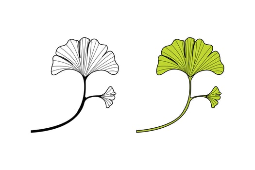 Hand-drawn ginkgo biloba leaves outline isolated on white background. vector