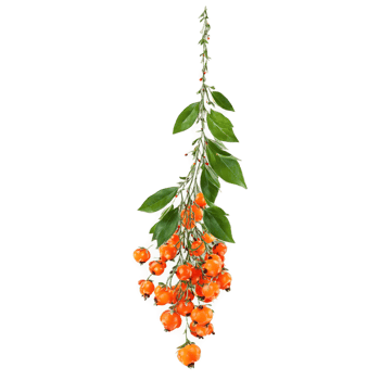 Wolfberry with orange berries and green leaves suspended in air Food and culinary concept png