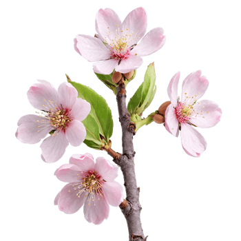 Almond Tree delicate pink flowers and elongated green fruits Prunus dulcis Final image should png