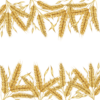 Wheat ears square frame. Barley stalks watercolor design for bread packaging, bakery branding. Rustic clipart for barn wedding invitations, save the date, Thanksgiving, Shavuot, labels and gift tags png
