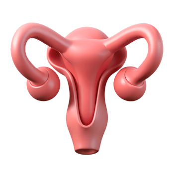 Human internal uterus organ structure 3d icon on the transparent background png