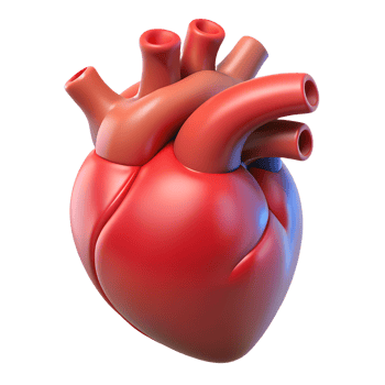Human heart organ with blood vessels structure 3d icon on the transparent background png