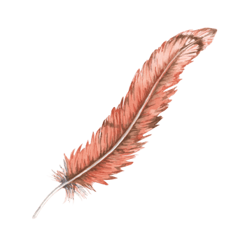 Feather watercolor illustration with soft pink and light orange tones for a gentle and romantic feel. Clipartl for use in romantic stationery, delicate fabrics, and soft home decor accents png