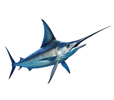 saltwater fish swordfish png