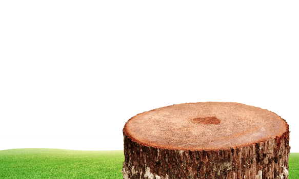 An old tree stump with a grassy field in the background transparent. png