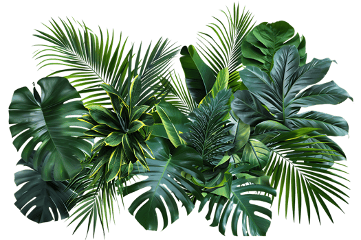 Tropical Green Leaves Illustration - Lush and Vibrant Jungle Foliage png