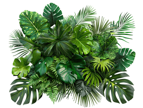 Tropical Green Leaves Illustration png